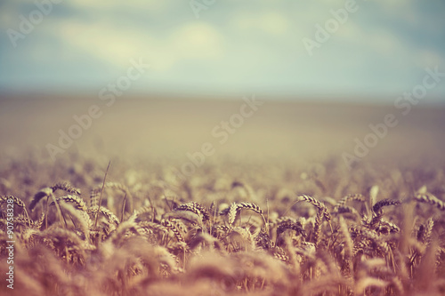 Retro Summer Wheat Field Shallow Depth of Field