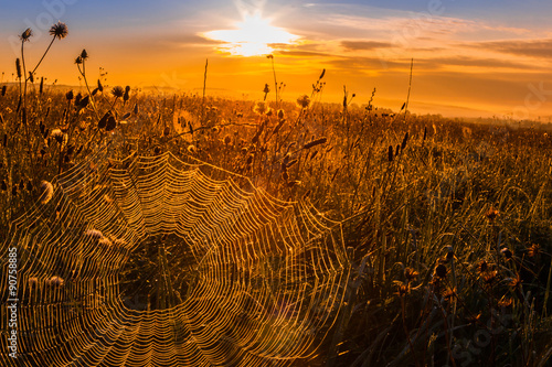 Spinnennetz im Morgenlicht