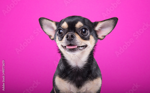 Beautiful chihuahua dog. Animal portrait. Stylish photo. Pink background. Collection of funny animals
