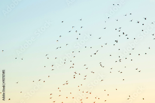 Silhouettes of birds in the sky