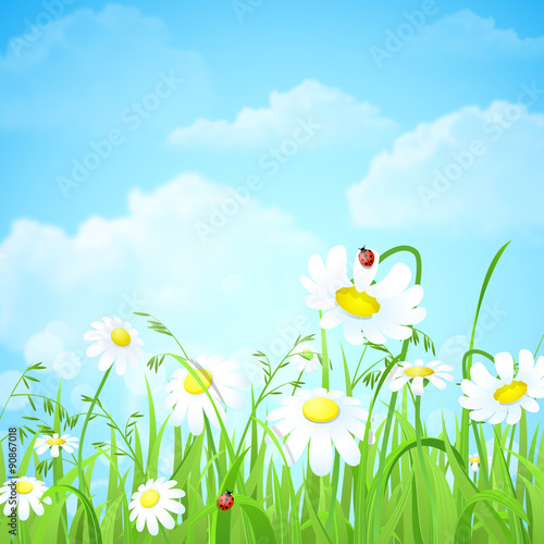 Grass lawn with chamomile vector background
