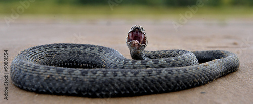 The common European adder or common European viper