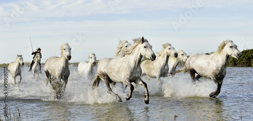 Running White horses through water