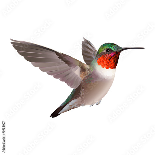 Hummingbird - Colubris archilocus. Hand drawn vector illustration on white background of a flying Ruby-troathed hummingbird with colorful glossy plumage.