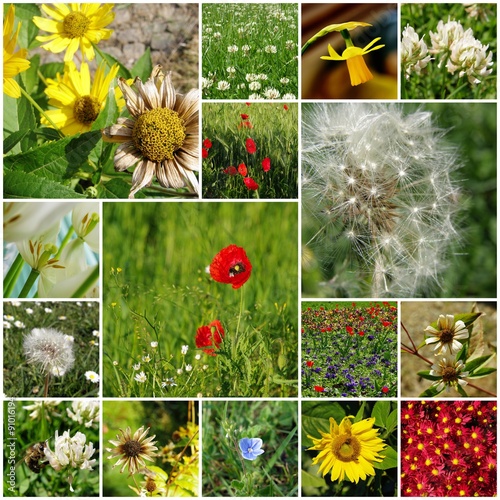 Flowers - collage of photos