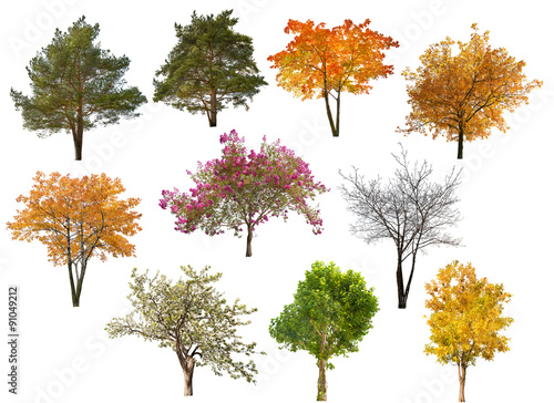collection of ten isolated trees