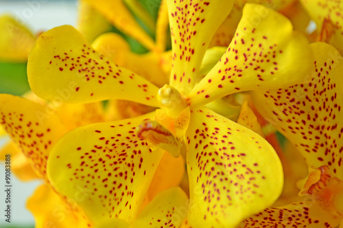 Yellow vanda orchid, Vanda sp., Family Orchidaceae, Central of Thailand