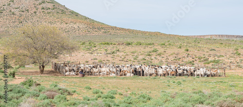 Dorper sheep in a kraal