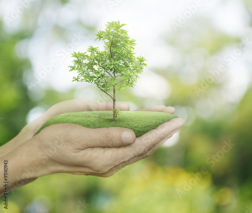 Growing green tree in hands on green bokeh background