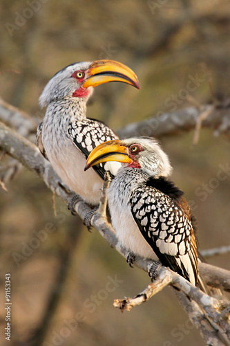 Two Southern Yellow-billed Hornbill on a dead tree