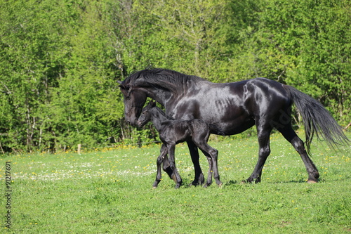 Jument frison avec sa pouliche qui vient de naitre, regard protecteur de la mère