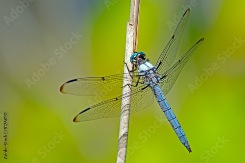 Blue Dasher Dragonfly clinging to a phragmite