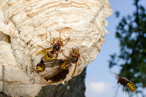 Hornissen Arbeiterinnen am Nest