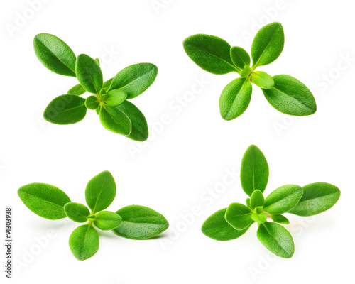 Thyme fresh herb isolated 