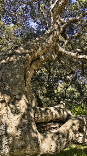 Gnarly Oak Tree