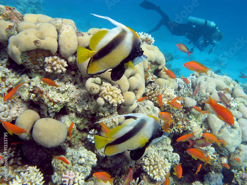 coral reef with butterflyfishes in tropical sea , underwater