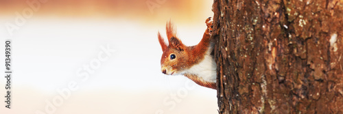 Red Squirrel (Sciurus vulgaris) in winter