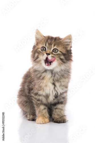 Cute tabby kitten sitting and licking lips