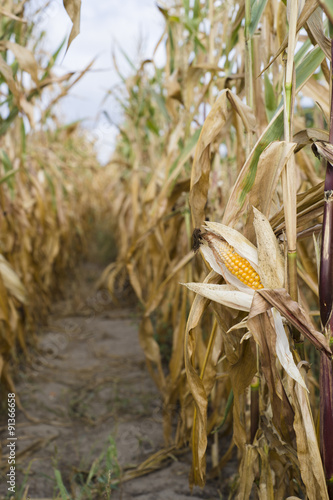 Wyniszczona suszą uprawa kukurydzy, województwo łódzkie 
