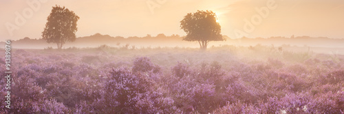 Blooming heather near Hilversum, The Netherlands at sunrise