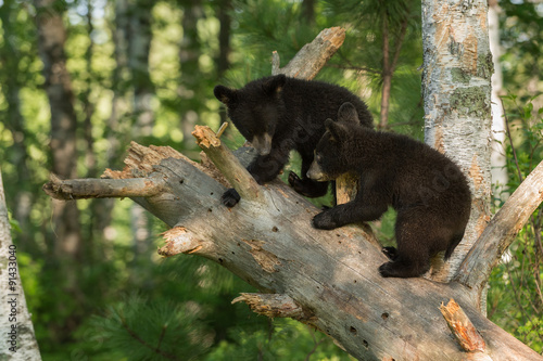 Young Black Bears (Ursus americanus) in Tree