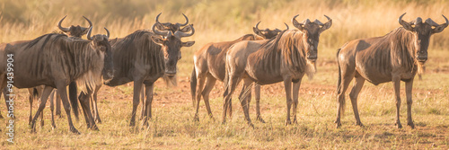 Line of wildebeest standing staring at camera
