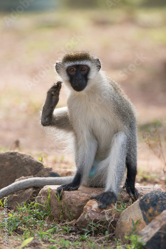 Male vervet monkey scratching himself with foot