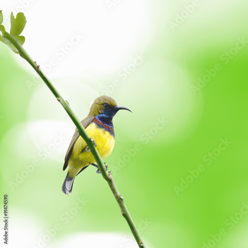 (Bird) Olive-backed Sunbird perching on branch