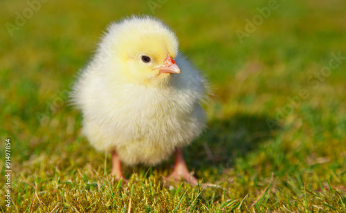 Cute little chick outside on green meadow