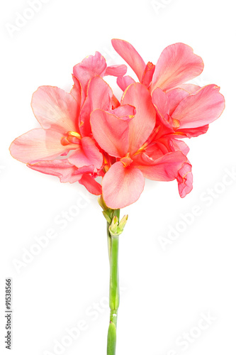 Canna flowers isolated on white background