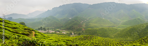 Tea Plantations at Cameron Highlands, Malaysia