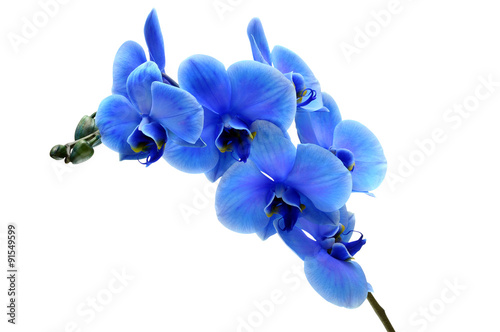 Blue flower orchid isolated on white background