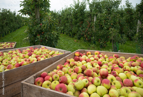 apple harvest