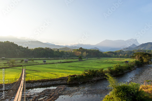 Paddy Field at Kota Belud, Sabah, Borneo