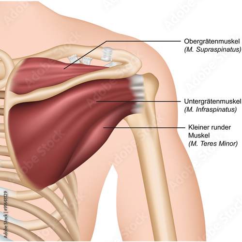 Anatomie Rotatorenmanschette, Schulter hinten