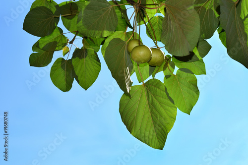 Tung Oil Tree with Seed Pods Against Blue Sky