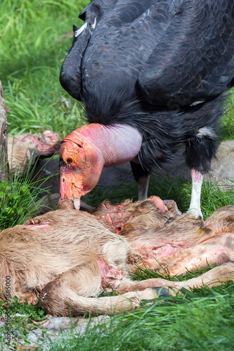 California Condor Feeding on Carcass