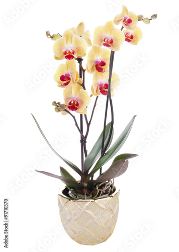 Orchid on a white background 