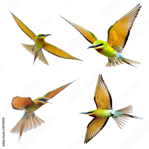 Blue-tailed Bee-eater in flight isolated on white background 