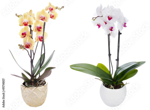 Orchid on a white background