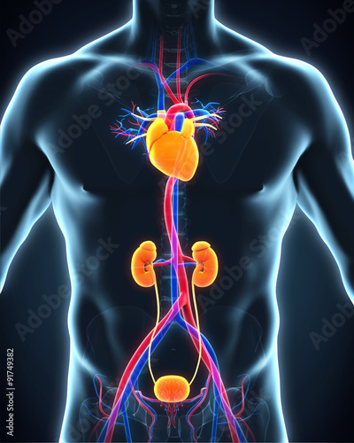 Thoracic Aorta Illustration