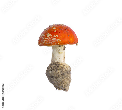 mushroom amanita insulated.