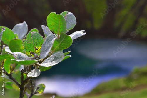 Natura Islandii