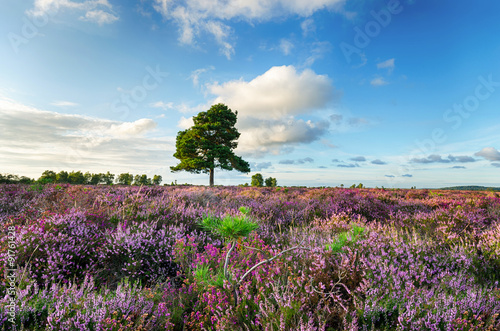 New Forest Heather