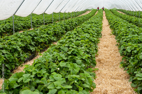 Raspberry plants in a polytunnel in springtime.