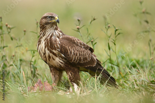 Common buzzard (Buteo buteo)