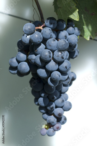 Blauer, Portugieser, alte Rotweinsorte, tempranillo