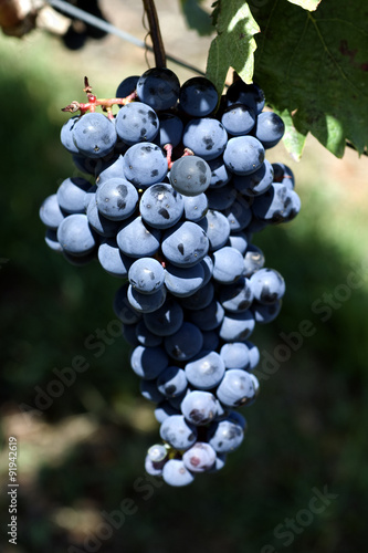 Blauer, Portugieser, alte Rotweinsorte, tempranillo