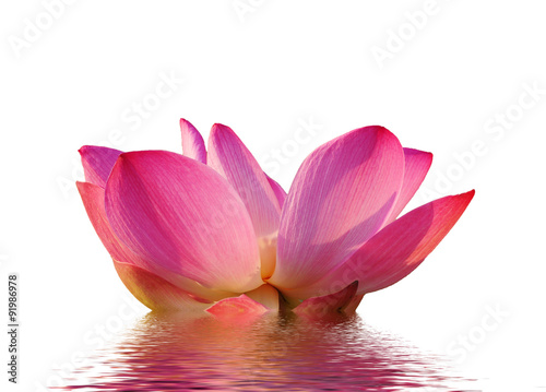 Beautiful Pink lotus isolated on white background