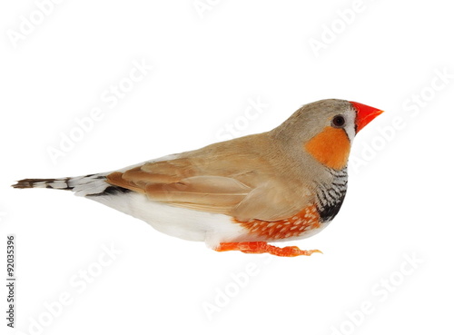 Zebra Finch, isolated on white background with clipping path, Taeniopygia guttata